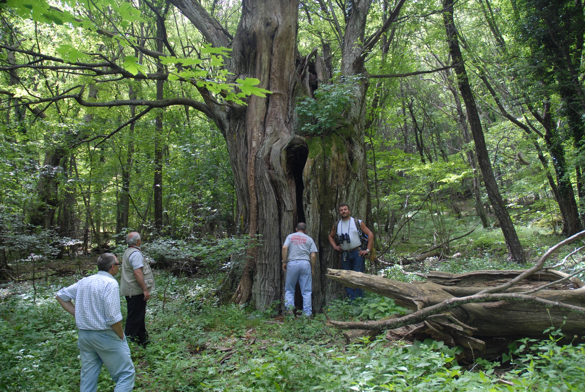 Alberi monumentali